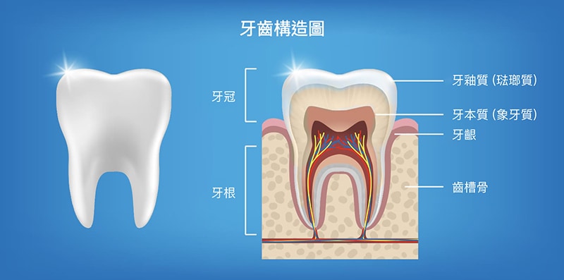 牙齒構造圖-牙釉質-琺瑯質-牙本質